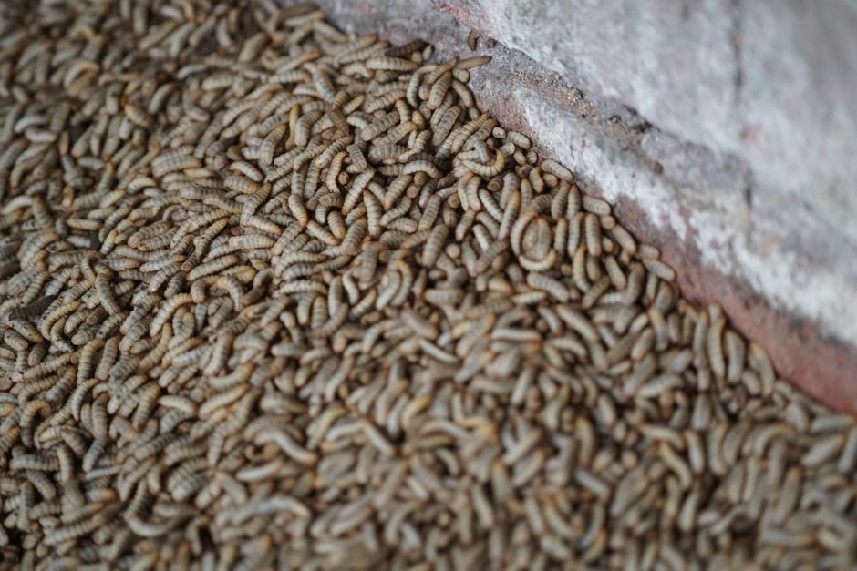 A close-up view of a large pile of numerous small, beige-colored woodlice, also known as pill bugs or sow bugs, clustered together on a surface next to a brick wall. The woodlice display segmented, ov